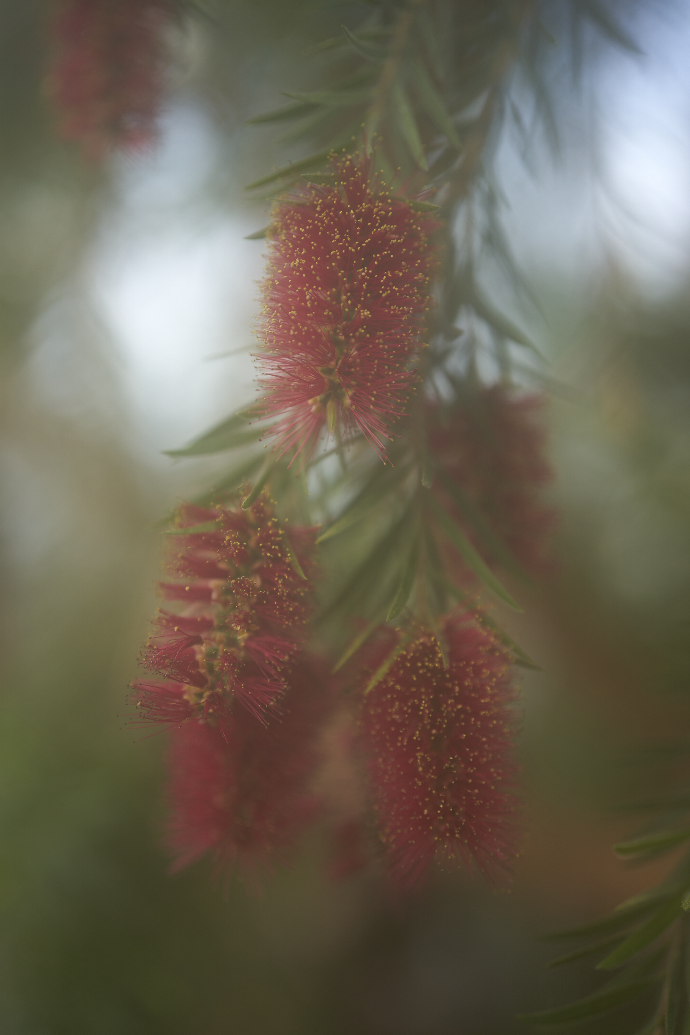 red-gold flowers through a foggy lense