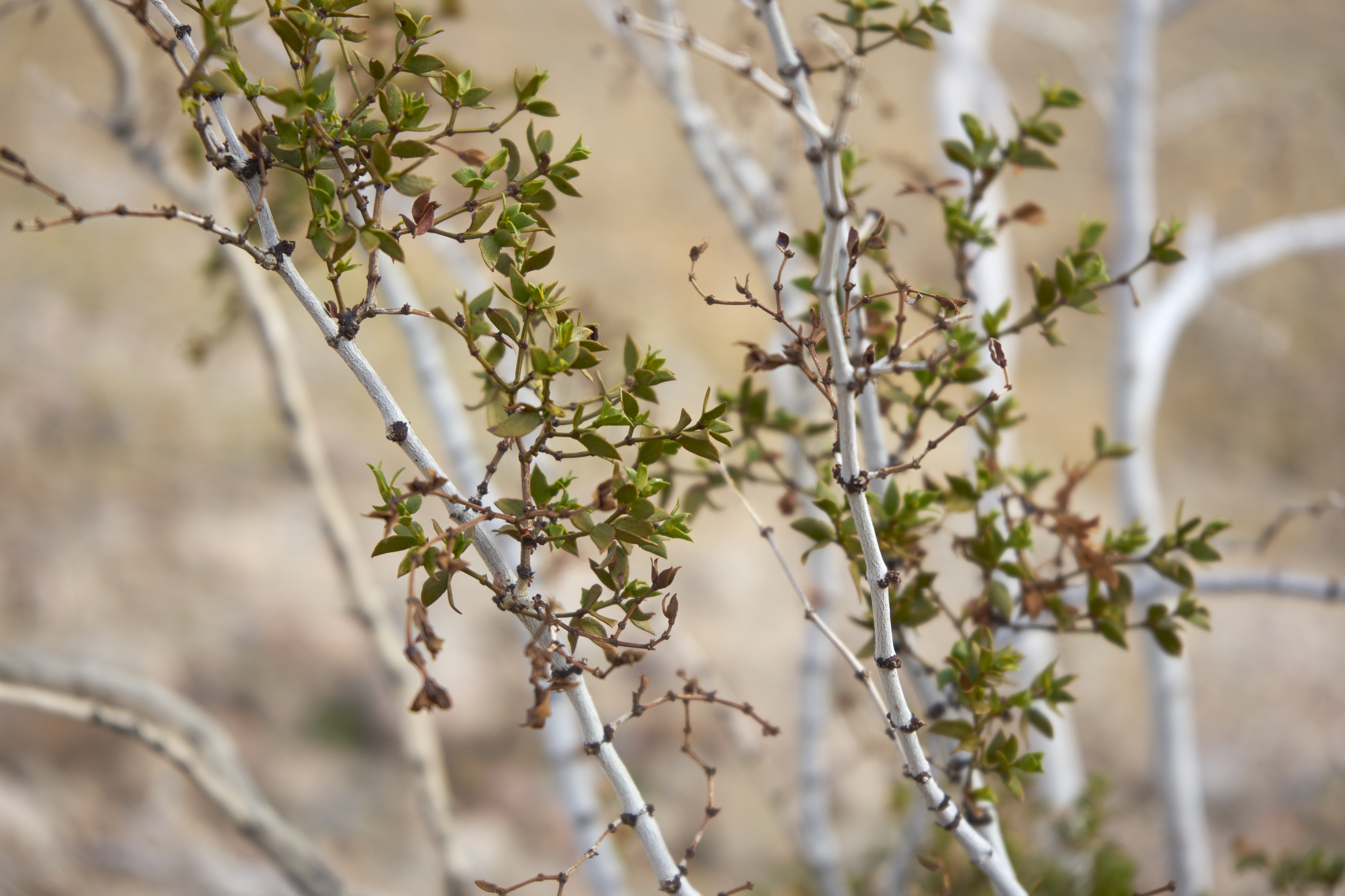 green leaves on white stems, near phoenix, arizona