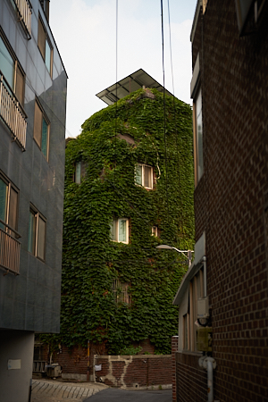 back lane ivy-covered apartment