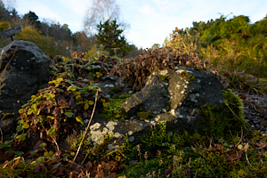 leafy and mossy rock in st andrews botanic garden