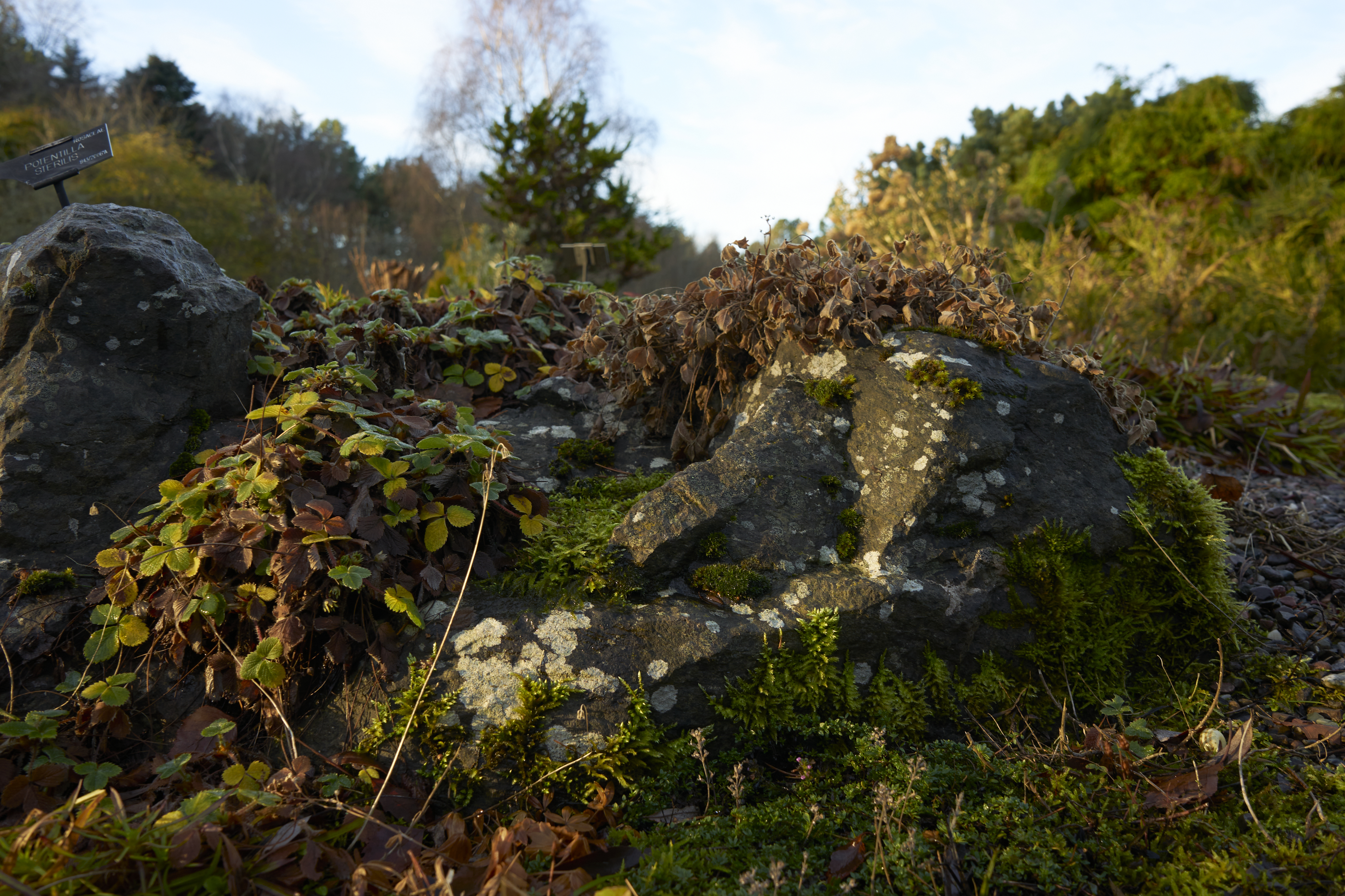 leafy and mossy rock in st andrews botanic garden