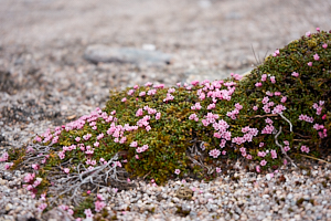 pink flowers over white pebbles in cairngorm national park
