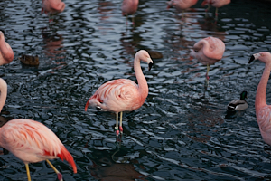 pink flamingos in scottsdale, arizona