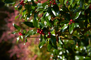 red berries on green leaves in st andrews botanic garden