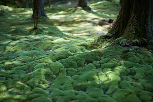 saihoji garden moss and trees