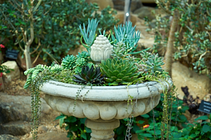 succulent fountain in muttart conservatory, edmonton