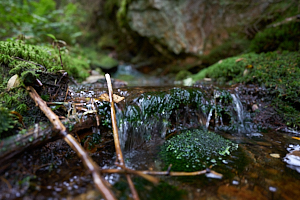 macro view of creek in camel's hump state park