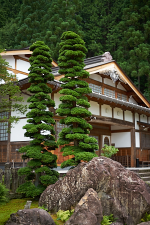 twin pine trees and japanese temple