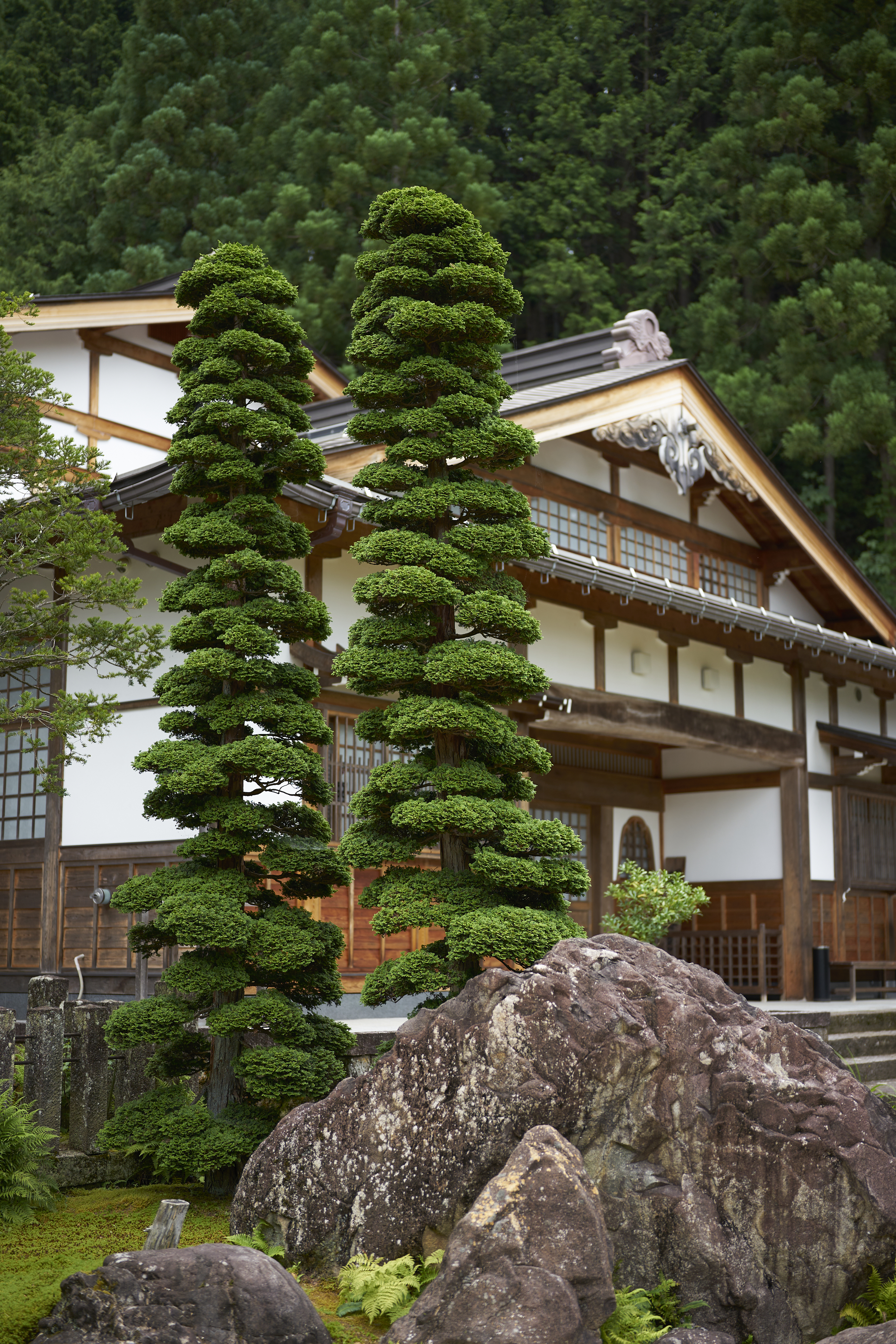 twin pine trees and japanese temple