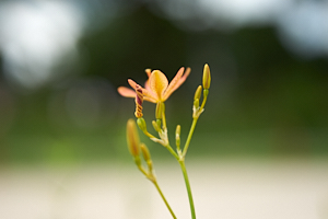 twisted and folded flower